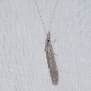 Trichoptera (order) at WendyM's farm at Freshwater Ck. - 26 Apr 2023 12:11 AM