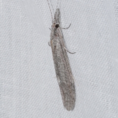 Trichoptera (order) at WendyM's farm at Freshwater Ck. - 26 Apr 2023 12:11 AM