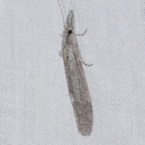 Trichoptera (order) at WendyM's farm at Freshwater Ck. - 26 Apr 2023 12:11 AM