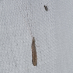 Trichoptera (order) at WendyM's farm at Freshwater Ck. - 25 Apr 2023 by WendyEM