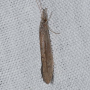 Trichoptera (order) at WendyM's farm at Freshwater Ck. - 25 Apr 2023 10:50 PM