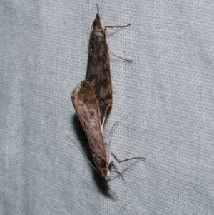 Achyra affinitalis at WendyM's farm at Freshwater Ck. - 25 Apr 2023 10:38 PM