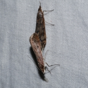 Achyra affinitalis at WendyM's farm at Freshwater Ck. - 25 Apr 2023