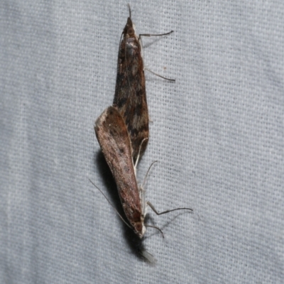 Achyra affinitalis (Cotton Web Spinner) at Freshwater Creek, VIC - 25 Apr 2023 by WendyEM