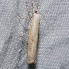 Culladia cuneiferellus (Crambinae moth) at Freshwater Creek, VIC - 25 Apr 2023 by WendyEM