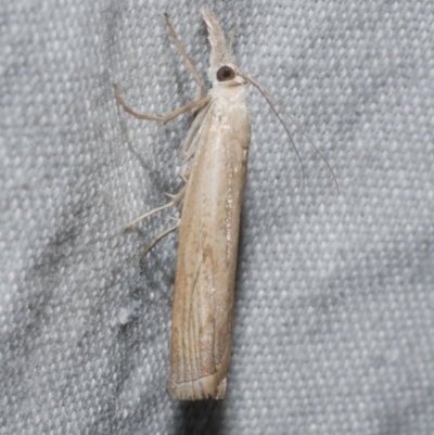 Culladia cuneiferellus (Crambinae moth) at WendyM's farm at Freshwater Ck. - 25 Apr 2023 by WendyEM