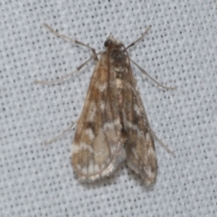 Hygraula nitens (Pond Moth) at Freshwater Creek, VIC - 25 Apr 2023 by WendyEM
