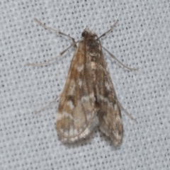 Hygraula nitens (Pond Moth) at WendyM's farm at Freshwater Ck. - 26 Apr 2023 by WendyEM