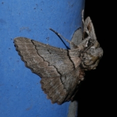 Hypobapta tachyhalotaria (Varied Grey) at Freshwater Creek, VIC - 25 Apr 2023 by WendyEM