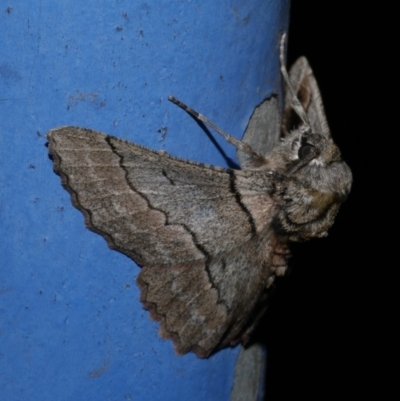 Hypobapta tachyhalotaria (Varied Grey) at Freshwater Creek, VIC - 25 Apr 2023 by WendyEM