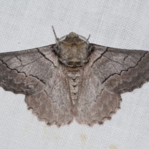 Hypobapta tachyhalotaria at WendyM's farm at Freshwater Ck. - 25 Apr 2023 08:42 PM