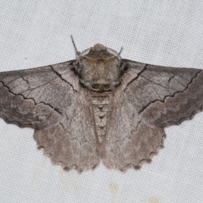 Hypobapta tachyhalotaria (Varied Grey) at Freshwater Creek, VIC - 25 Apr 2023 by WendyEM