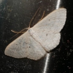 Scopula optivata (Varied Wave) at Freshwater Creek, VIC - 25 Apr 2023 by WendyEM