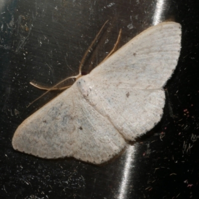 Scopula optivata (Varied Wave) at WendyM's farm at Freshwater Ck. - 25 Apr 2023 by WendyEM