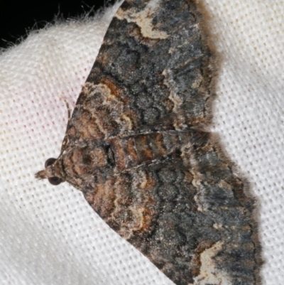 Epyaxa sodaliata (Sodaliata Moth, Clover Moth) at Freshwater Creek, VIC - 25 Apr 2023 by WendyEM