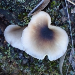 Omphalotus nidiformis (Ghost Fungus) at Aranda Bushland - 14 May 2024 by CathB