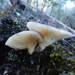 Omphalotus nidiformis at Aranda Bushland - 14 May 2024 04:20 PM