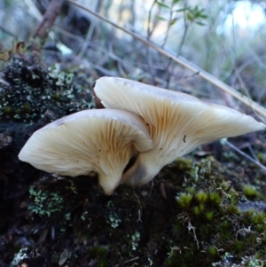 Omphalotus nidiformis at Aranda Bushland - 14 May 2024