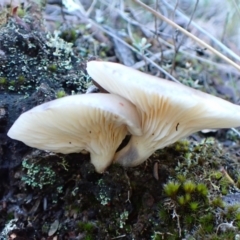 Omphalotus nidiformis at Aranda Bushland - 14 May 2024 04:20 PM