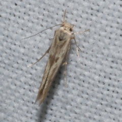 Stathmopoda hyposcia (A Gelechioid moth) at WendyM's farm at Freshwater Ck. - 25 Apr 2023 by WendyEM