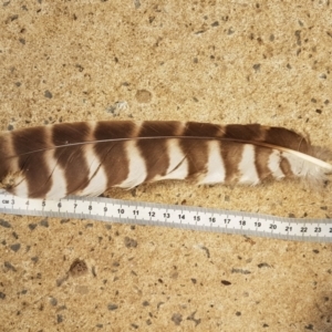 Ninox strenua at Penrose - suppressed