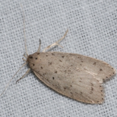 Stictochila sarcoptera at Freshwater Creek, VIC - 25 Apr 2023 by WendyEM