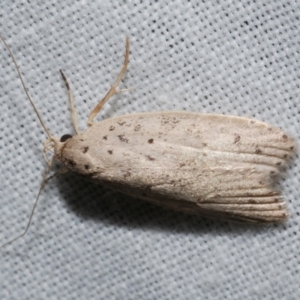 Stictochila sarcoptera at WendyM's farm at Freshwater Ck. - 25 Apr 2023