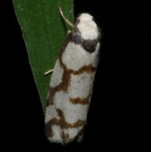 Chiriphe dichotoma at WendyM's farm at Freshwater Ck. - 23 Apr 2023 08:42 PM