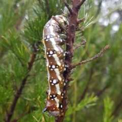 Psalidostetha banksiae (Banksia Moth) at Penrose - 11 May 2024 by Aussiegall