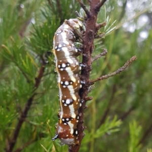 Psalidostetha banksiae at Wingecarribee Local Government Area - suppressed