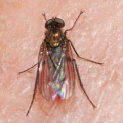 Diptera (order) at suppressed - 7 Apr 2023 by WendyEM
