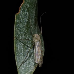 Chironomidae (family) at WendyM's farm at Freshwater Ck. - 21 Apr 2023 11:15 PM