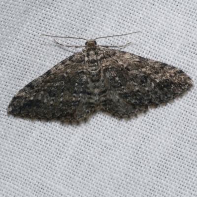 Aponotoreas dascia (Dascia Carpet) at Freshwater Creek, VIC - 25 Apr 2023 by WendyEM