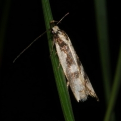 Epithymema incomposita (Chezela group) at WendyM's farm at Freshwater Ck. - 21 Apr 2023 by WendyEM