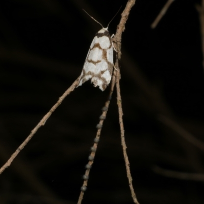 Chiriphe dichotoma (Reticulated Footman) at Freshwater Creek, VIC - 16 Apr 2023 by WendyEM