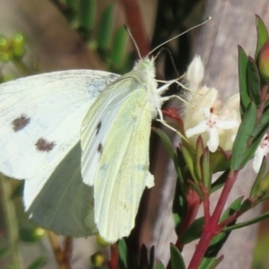 Pieris rapae at Wollemi National Park - 19 May 2024 01:39 PM