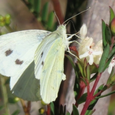 Pieris rapae at suppressed - 19 May 2024 by RobParnell