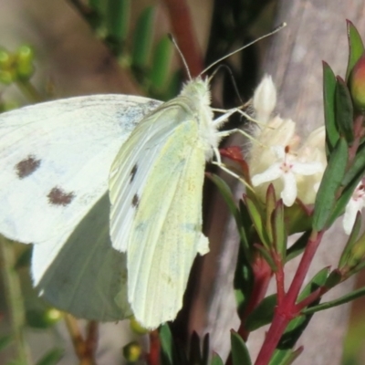 Pieris rapae (Cabbage White) at Wollemi National Park - 19 May 2024 by RobParnell