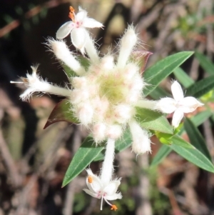 Pimelea linifolia at Wollemi National Park - 19 May 2024