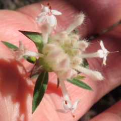 Pimelea linifolia at Wollemi National Park - 19 May 2024