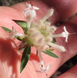 Pimelea linifolia at Wollemi National Park - 19 May 2024 10:18 AM