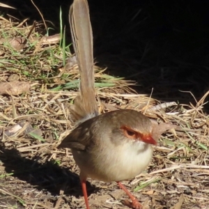 Malurus cyaneus at Wollemi National Park - 19 May 2024