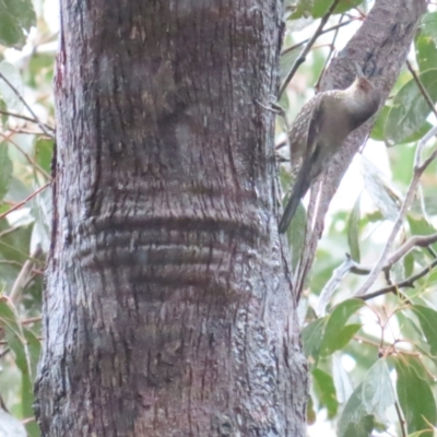 Climacteris erythrops (Red-browed Treecreeper) at Tharwa, ACT - 11 May 2024 by BenW