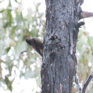 Climacteris erythrops at Namadgi National Park - 11 May 2024