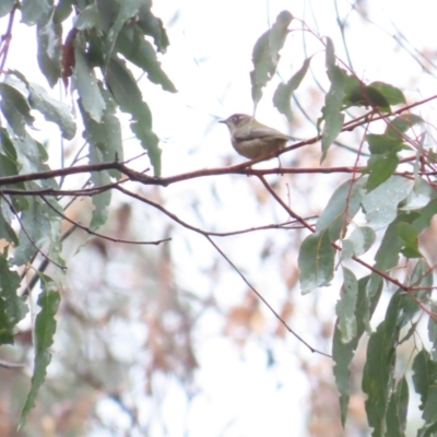 Melithreptus brevirostris (Brown-headed Honeyeater) at Tharwa, ACT - 11 May 2024 by BenW