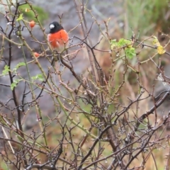 Petroica boodang (Scarlet Robin) at Tharwa, ACT - 11 May 2024 by BenW