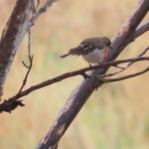 Petroica boodang at Tharwa, ACT - 11 May 2024