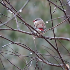 Stagonopleura guttata (Diamond Firetail) at Tharwa, ACT - 11 May 2024 by BenW