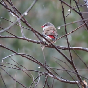 Stagonopleura guttata at Tharwa, ACT - 11 May 2024