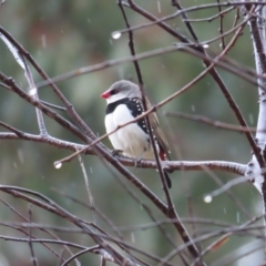 Stagonopleura guttata at Tharwa, ACT - 11 May 2024